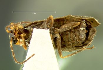 Media type: image;   Entomology 3386 Aspect: habitus ventral view